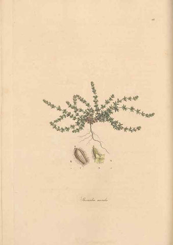 Reproducción/Reproduction 49556863146: Flora Graeca, sive, Plantarum rariorum historia, quas in provinciis aut insulis Graeciae /. Londini :Typis Richardi Taylor et socii, in Vico Shoe-Lane :MDCCCVI-MDCCCXL [1806-1840].. 
