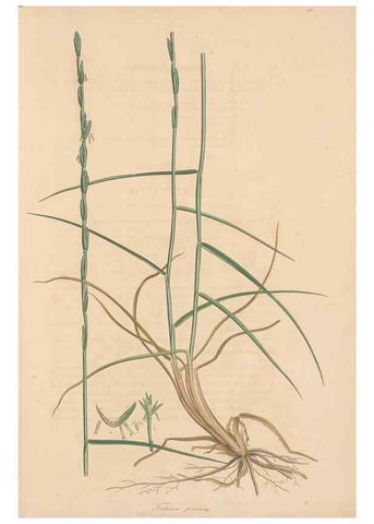 Reproducción/Reproduction 49556305338: Flora Graeca, sive, Plantarum rariorum historia, quas in provinciis aut insulis Graeciae /. Londini :Typis Richardi Taylor et socii, in Vico Shoe-Lane :MDCCCVI-MDCCCXL [1806-1840].. 