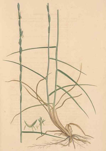 Reproducción/Reproduction 49556305338: Flora Graeca, sive, Plantarum rariorum historia, quas in provinciis aut insulis Graeciae /. Londini :Typis Richardi Taylor et socii, in Vico Shoe-Lane :MDCCCVI-MDCCCXL [1806-1840].. 