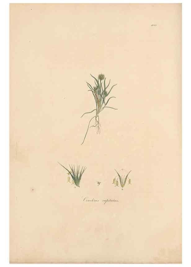 Reproducción/Reproduction 49556802631: Flora Graeca, sive, Plantarum rariorum historia, quas in provinciis aut insulis Graeciae /. Londini :Typis Richardi Taylor et socii, in Vico Shoe-Lane :MDCCCVI-MDCCCXL [1806-1840].. 