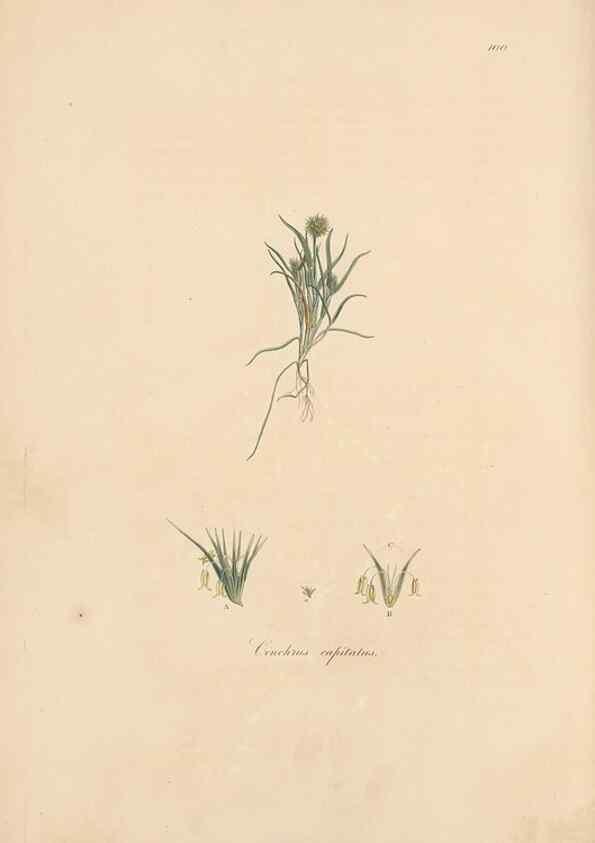 Reproducción/Reproduction 49556802631: Flora Graeca, sive, Plantarum rariorum historia, quas in provinciis aut insulis Graeciae /. Londini :Typis Richardi Taylor et socii, in Vico Shoe-Lane :MDCCCVI-MDCCCXL [1806-1840].. 