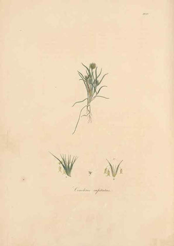 Reproducción/Reproduction 49556802631: Flora Graeca, sive, Plantarum rariorum historia, quas in provinciis aut insulis Graeciae /. Londini :Typis Richardi Taylor et socii, in Vico Shoe-Lane :MDCCCVI-MDCCCXL [1806-1840].. 