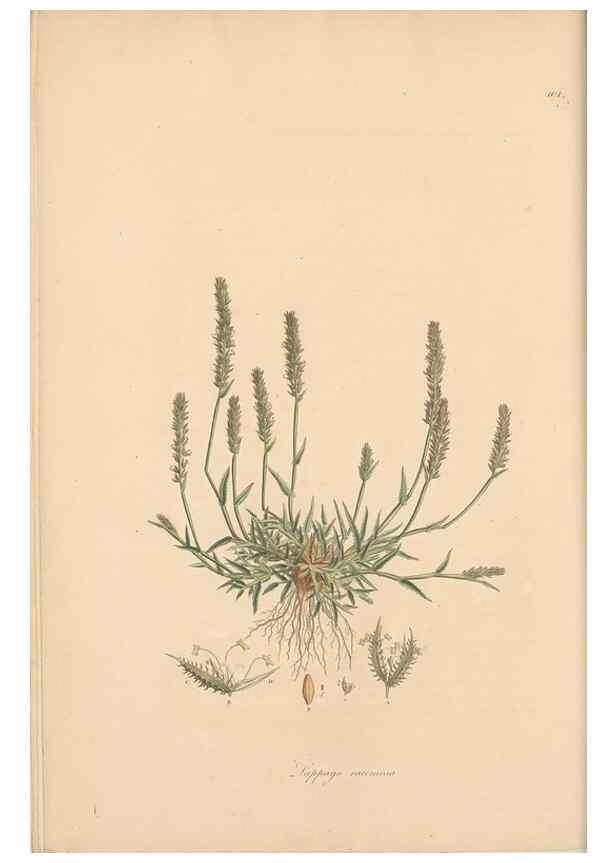 Reproducción/Reproduction 49556360698: Flora Graeca, sive, Plantarum rariorum historia, quas in provinciis aut insulis Graeciae /. Londini :Typis Richardi Taylor et socii, in Vico Shoe-Lane :MDCCCVI-MDCCCXL [1806-1840].. 