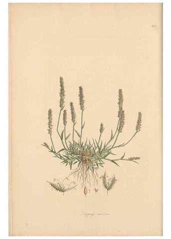 Reproducción/Reproduction 49556360698: Flora Graeca, sive, Plantarum rariorum historia, quas in provinciis aut insulis Graeciae /. Londini :Typis Richardi Taylor et socii, in Vico Shoe-Lane :MDCCCVI-MDCCCXL [1806-1840].. 