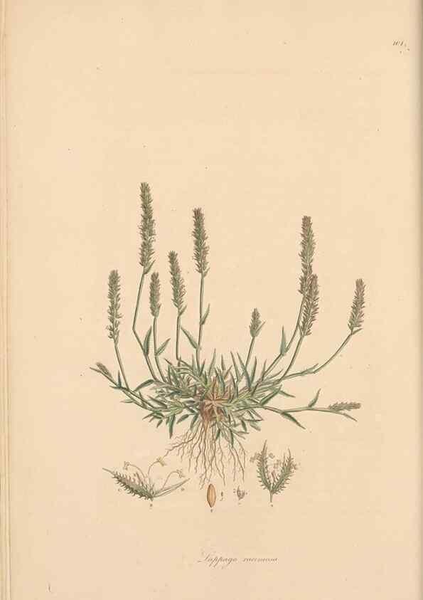 Reproducción/Reproduction 49556360698: Flora Graeca, sive, Plantarum rariorum historia, quas in provinciis aut insulis Graeciae /. Londini :Typis Richardi Taylor et socii, in Vico Shoe-Lane :MDCCCVI-MDCCCXL [1806-1840].. 