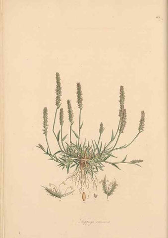 Reproducción/Reproduction 49556360698: Flora Graeca, sive, Plantarum rariorum historia, quas in provinciis aut insulis Graeciae /. Londini :Typis Richardi Taylor et socii, in Vico Shoe-Lane :MDCCCVI-MDCCCXL [1806-1840].. 