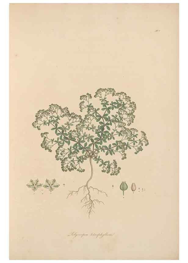 Reproducción/Reproduction 49556360998: Flora Graeca, sive, Plantarum rariorum historia, quas in provinciis aut insulis Graeciae /. Londini :Typis Richardi Taylor et socii, in Vico Shoe-Lane :MDCCCVI-MDCCCXL [1806-1840].. 