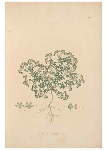 Reproducción/Reproduction 49556360998: Flora Graeca, sive, Plantarum rariorum historia, quas in provinciis aut insulis Graeciae /. Londini :Typis Richardi Taylor et socii, in Vico Shoe-Lane :MDCCCVI-MDCCCXL [1806-1840].. 