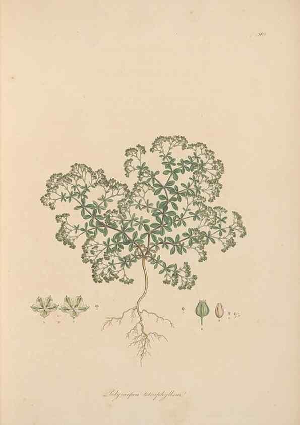 Reproducción/Reproduction 49556360998: Flora Graeca, sive, Plantarum rariorum historia, quas in provinciis aut insulis Graeciae /. Londini :Typis Richardi Taylor et socii, in Vico Shoe-Lane :MDCCCVI-MDCCCXL [1806-1840].. 