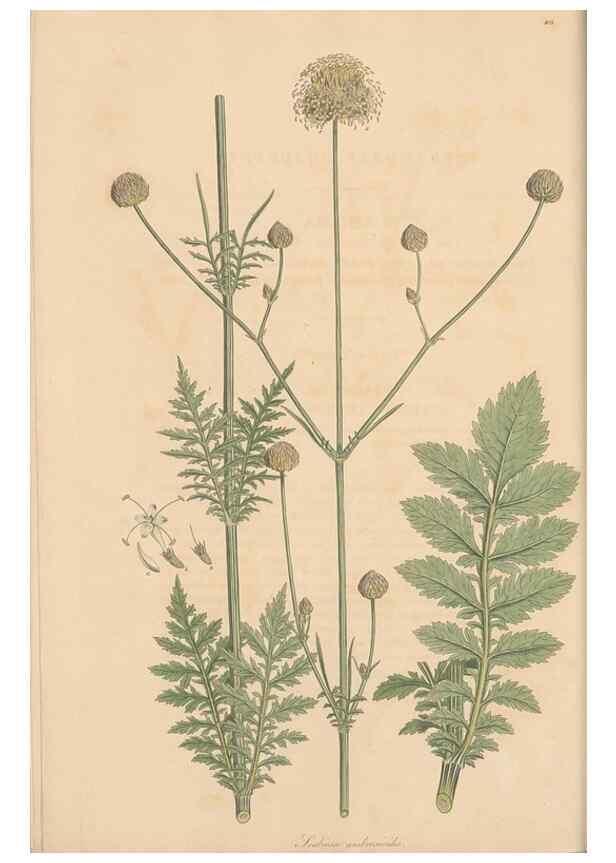 Reproducción/Reproduction 49557095682: Flora Graeca, sive, Plantarum rariorum historia, quas in provinciis aut insulis Graeciae /. Londini :Typis Richardi Taylor et socii, in Vico Shoe-Lane :MDCCCVI-MDCCCXL [1806-1840].. 
