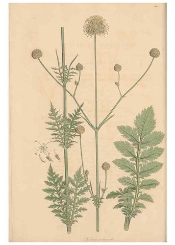 Reproducción/Reproduction 49557095682: Flora Graeca, sive, Plantarum rariorum historia, quas in provinciis aut insulis Graeciae /. Londini :Typis Richardi Taylor et socii, in Vico Shoe-Lane :MDCCCVI-MDCCCXL [1806-1840].. 