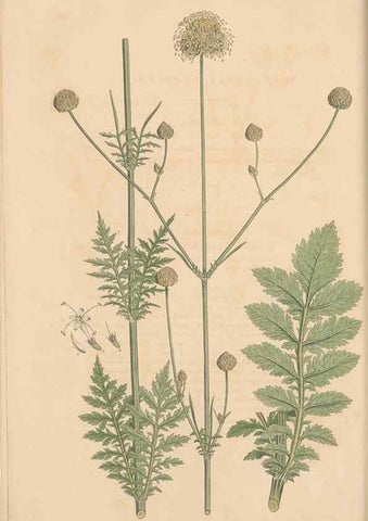 Reproducción/Reproduction 49557095682: Flora Graeca, sive, Plantarum rariorum historia, quas in provinciis aut insulis Graeciae /. Londini :Typis Richardi Taylor et socii, in Vico Shoe-Lane :MDCCCVI-MDCCCXL [1806-1840].. 