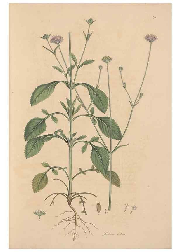 Reproducción/Reproduction 49557095932: Flora Graeca, sive, Plantarum rariorum historia, quas in provinciis aut insulis Graeciae /. Londini :Typis Richardi Taylor et socii, in Vico Shoe-Lane :MDCCCVI-MDCCCXL [1806-1840].. 