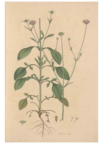 Reproducción/Reproduction 49557095932: Flora Graeca, sive, Plantarum rariorum historia, quas in provinciis aut insulis Graeciae /. Londini :Typis Richardi Taylor et socii, in Vico Shoe-Lane :MDCCCVI-MDCCCXL [1806-1840].. 
