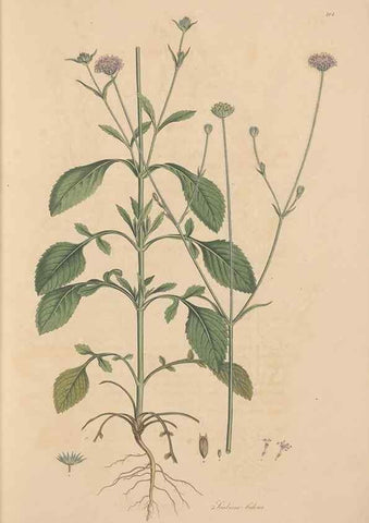 Reproducción/Reproduction 49557095932: Flora Graeca, sive, Plantarum rariorum historia, quas in provinciis aut insulis Graeciae /. Londini :Typis Richardi Taylor et socii, in Vico Shoe-Lane :MDCCCVI-MDCCCXL [1806-1840].. 
