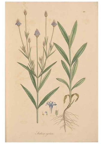Reproducción/Reproduction 49557096302: Flora Graeca, sive, Plantarum rariorum historia, quas in provinciis aut insulis Graeciae /. Londini :Typis Richardi Taylor et socii, in Vico Shoe-Lane :MDCCCVI-MDCCCXL [1806-1840].. 