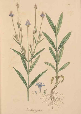 Reproducción/Reproduction 49557096302: Flora Graeca, sive, Plantarum rariorum historia, quas in provinciis aut insulis Graeciae /. Londini :Typis Richardi Taylor et socii, in Vico Shoe-Lane :MDCCCVI-MDCCCXL [1806-1840].. 