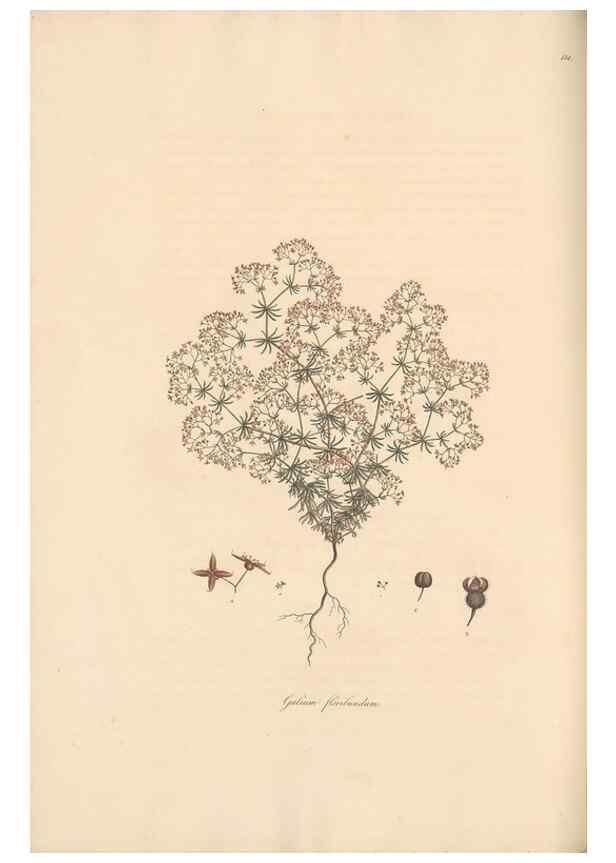 Reproducción/Reproduction 49556371963: Flora Graeca, sive, Plantarum rariorum historia, quas in provinciis aut insulis Graeciae /. Londini :Typis Richardi Taylor et socii, in Vico Shoe-Lane :MDCCCVI-MDCCCXL [1806-1840].. 