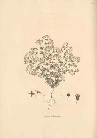 Reproducción/Reproduction 49556371963: Flora Graeca, sive, Plantarum rariorum historia, quas in provinciis aut insulis Graeciae /. Londini :Typis Richardi Taylor et socii, in Vico Shoe-Lane :MDCCCVI-MDCCCXL [1806-1840].. 