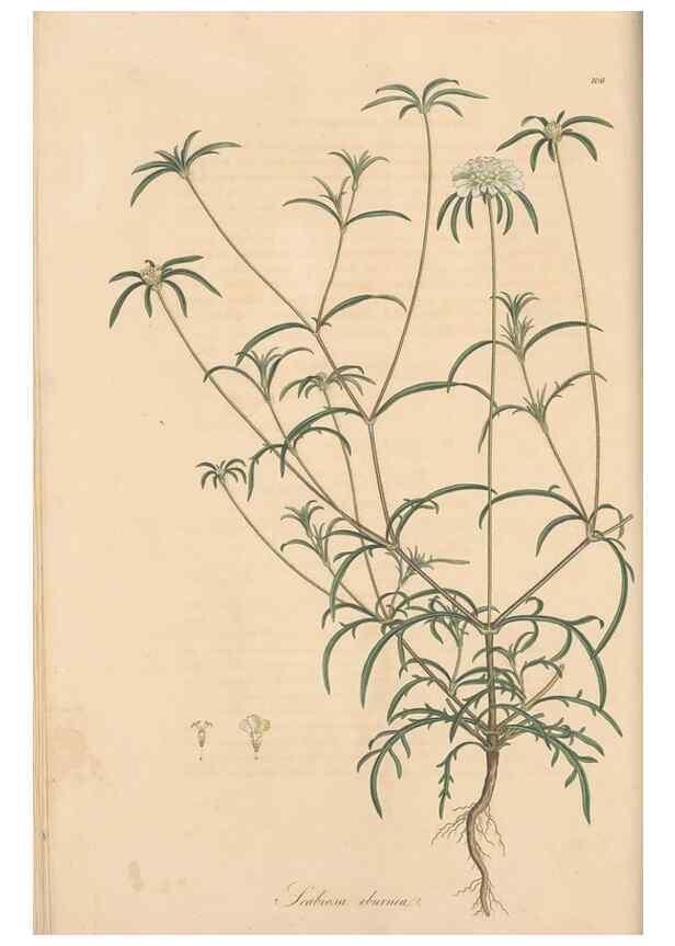 Reproducción/Reproduction 49556860336: Flora Graeca, sive, Plantarum rariorum historia, quas in provinciis aut insulis Graeciae /. Londini :Typis Richardi Taylor et socii, in Vico Shoe-Lane :MDCCCVI-MDCCCXL [1806-1840].. 