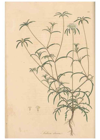 Reproducción/Reproduction 49556860336: Flora Graeca, sive, Plantarum rariorum historia, quas in provinciis aut insulis Graeciae /. Londini :Typis Richardi Taylor et socii, in Vico Shoe-Lane :MDCCCVI-MDCCCXL [1806-1840].. 
