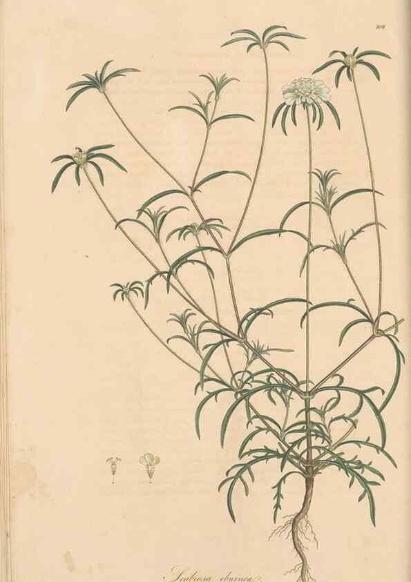 Reproducción/Reproduction 49556860336: Flora Graeca, sive, Plantarum rariorum historia, quas in provinciis aut insulis Graeciae /. Londini :Typis Richardi Taylor et socii, in Vico Shoe-Lane :MDCCCVI-MDCCCXL [1806-1840].. 