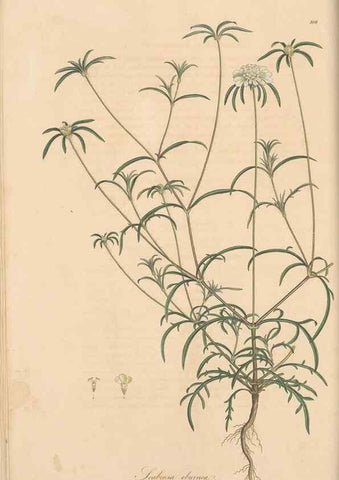 Reproducción/Reproduction 49556860336: Flora Graeca, sive, Plantarum rariorum historia, quas in provinciis aut insulis Graeciae /. Londini :Typis Richardi Taylor et socii, in Vico Shoe-Lane :MDCCCVI-MDCCCXL [1806-1840].. 