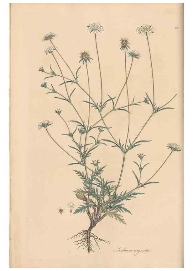 Reproducción/Reproduction 49556362933: Flora Graeca, sive, Plantarum rariorum historia, quas in provinciis aut insulis Graeciae /. Londini :Typis Richardi Taylor et socii, in Vico Shoe-Lane :MDCCCVI-MDCCCXL [1806-1840].. 