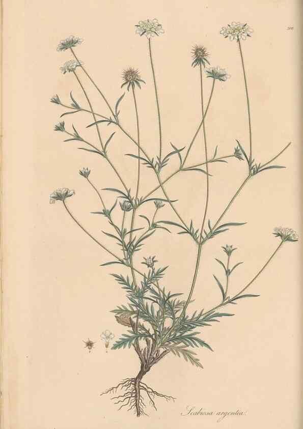 Reproducción/Reproduction 49556362933: Flora Graeca, sive, Plantarum rariorum historia, quas in provinciis aut insulis Graeciae /. Londini :Typis Richardi Taylor et socii, in Vico Shoe-Lane :MDCCCVI-MDCCCXL [1806-1840].. 