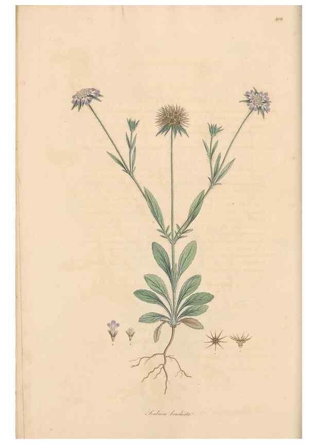 Reproducción/Reproduction 49556861286: Flora Graeca, sive, Plantarum rariorum historia, quas in provinciis aut insulis Graeciae /. Londini :Typis Richardi Taylor et socii, in Vico Shoe-Lane :MDCCCVI-MDCCCXL [1806-1840].. 