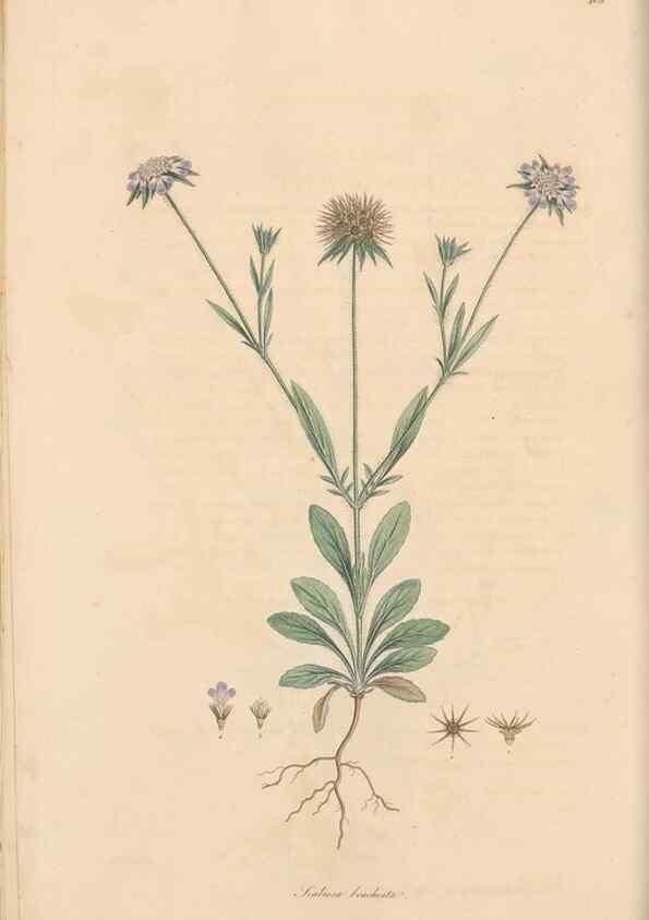 Reproducción/Reproduction 49556861286: Flora Graeca, sive, Plantarum rariorum historia, quas in provinciis aut insulis Graeciae /. Londini :Typis Richardi Taylor et socii, in Vico Shoe-Lane :MDCCCVI-MDCCCXL [1806-1840].. 