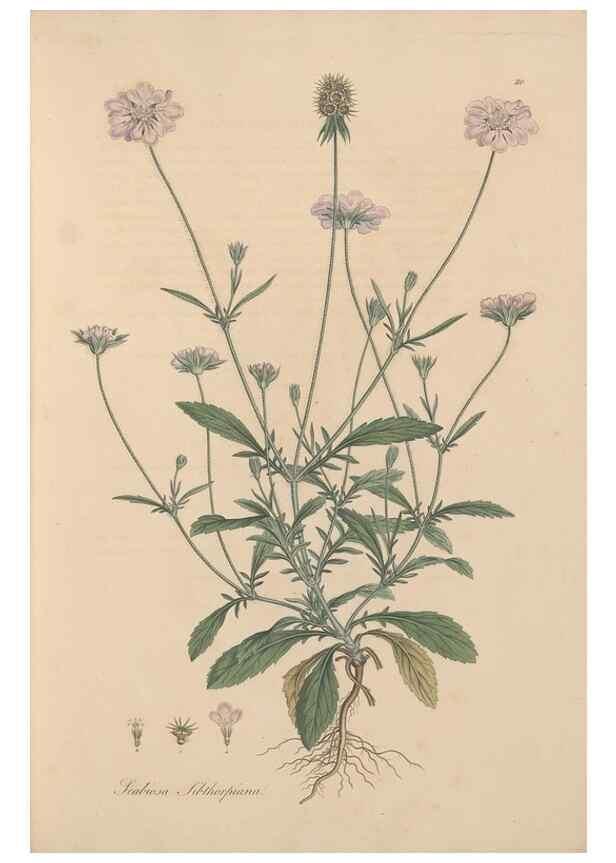 Reproducción/Reproduction 49556363518: Flora Graeca, sive, Plantarum rariorum historia, quas in provinciis aut insulis Graeciae /. Londini :Typis Richardi Taylor et socii, in Vico Shoe-Lane :MDCCCVI-MDCCCXL [1806-1840].. 