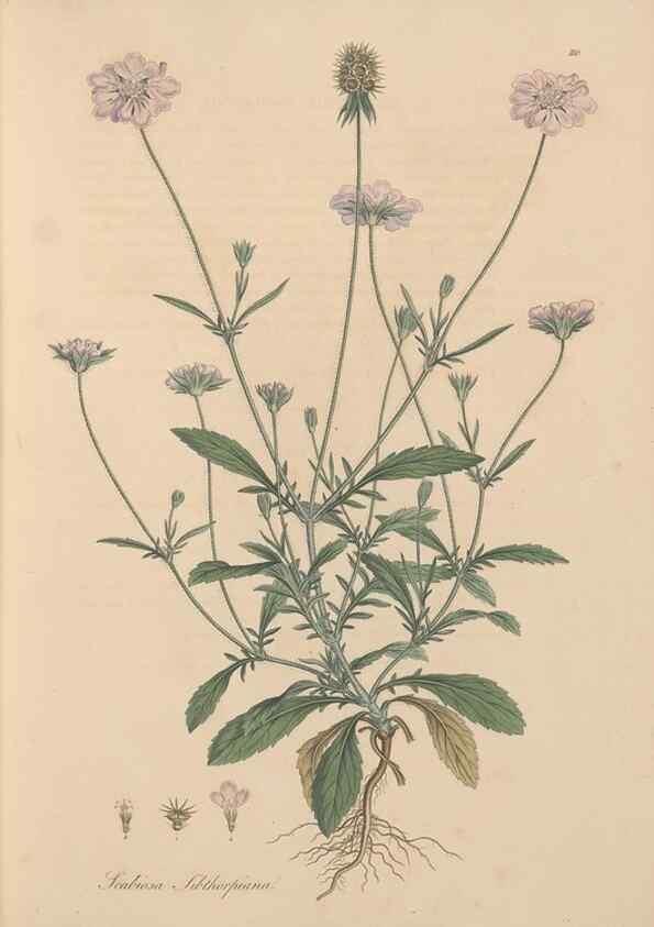 Reproducción/Reproduction 49556363518: Flora Graeca, sive, Plantarum rariorum historia, quas in provinciis aut insulis Graeciae /. Londini :Typis Richardi Taylor et socii, in Vico Shoe-Lane :MDCCCVI-MDCCCXL [1806-1840].. 