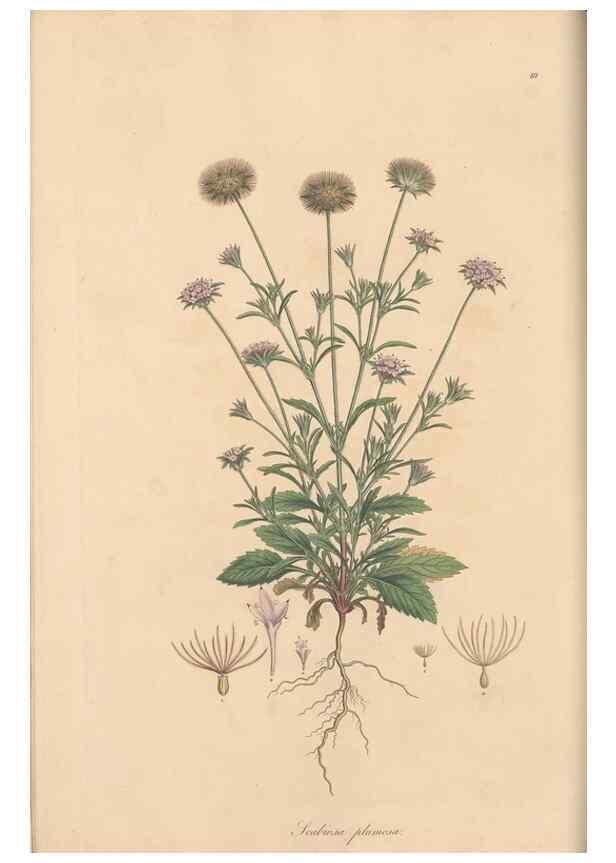 Reproducción/Reproduction 49556861846: Flora Graeca, sive, Plantarum rariorum historia, quas in provinciis aut insulis Graeciae /. Londini :Typis Richardi Taylor et socii, in Vico Shoe-Lane :MDCCCVI-MDCCCXL [1806-1840].. 