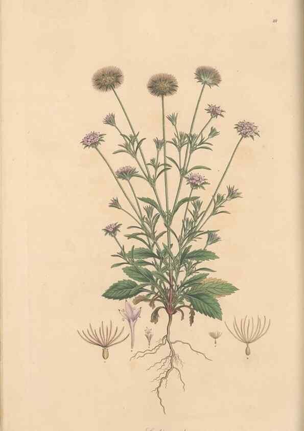 Reproducción/Reproduction 49556861846: Flora Graeca, sive, Plantarum rariorum historia, quas in provinciis aut insulis Graeciae /. Londini :Typis Richardi Taylor et socii, in Vico Shoe-Lane :MDCCCVI-MDCCCXL [1806-1840].. 