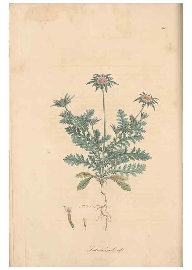 Reproducción/Reproduction 49556862171: Flora Graeca, sive, Plantarum rariorum historia, quas in provinciis aut insulis Graeciae /. Londini :Typis Richardi Taylor et socii, in Vico Shoe-Lane :MDCCCVI-MDCCCXL [1806-1840].. 