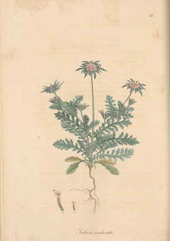 Reproducción/Reproduction 49556862171: Flora Graeca, sive, Plantarum rariorum historia, quas in provinciis aut insulis Graeciae /. Londini :Typis Richardi Taylor et socii, in Vico Shoe-Lane :MDCCCVI-MDCCCXL [1806-1840].. 