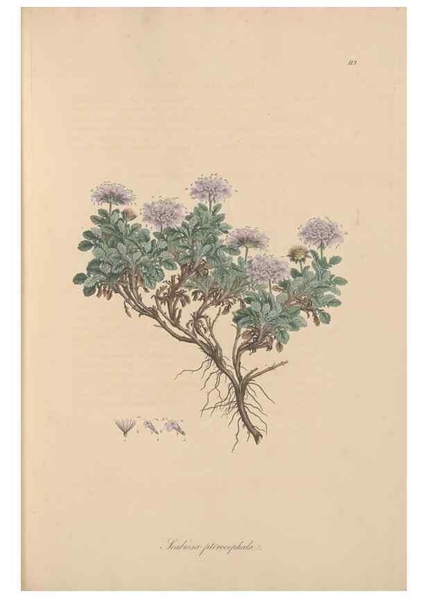 Reproducción/Reproduction 49556862491: Flora Graeca, sive, Plantarum rariorum historia, quas in provinciis aut insulis Graeciae /. Londini :Typis Richardi Taylor et socii, in Vico Shoe-Lane :MDCCCVI-MDCCCXL [1806-1840].. 