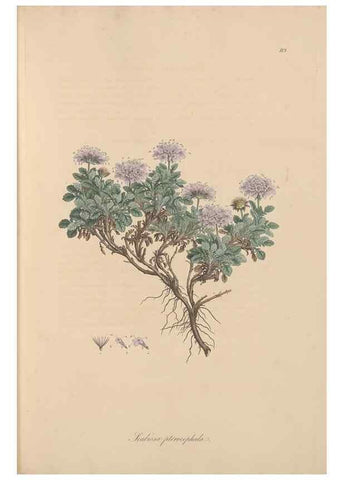 Reproducción/Reproduction 49556862491: Flora Graeca, sive, Plantarum rariorum historia, quas in provinciis aut insulis Graeciae /. Londini :Typis Richardi Taylor et socii, in Vico Shoe-Lane :MDCCCVI-MDCCCXL [1806-1840].. 
