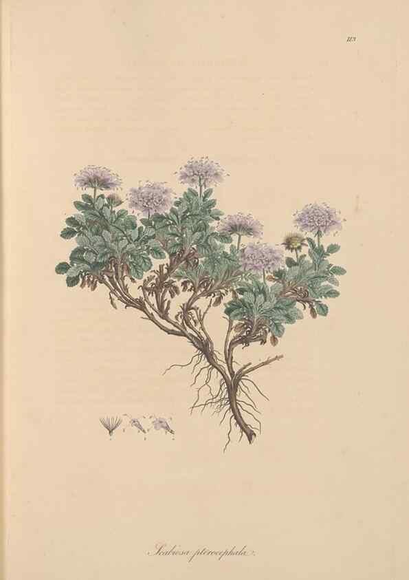 Reproducción/Reproduction 49556862491: Flora Graeca, sive, Plantarum rariorum historia, quas in provinciis aut insulis Graeciae /. Londini :Typis Richardi Taylor et socii, in Vico Shoe-Lane :MDCCCVI-MDCCCXL [1806-1840].. 