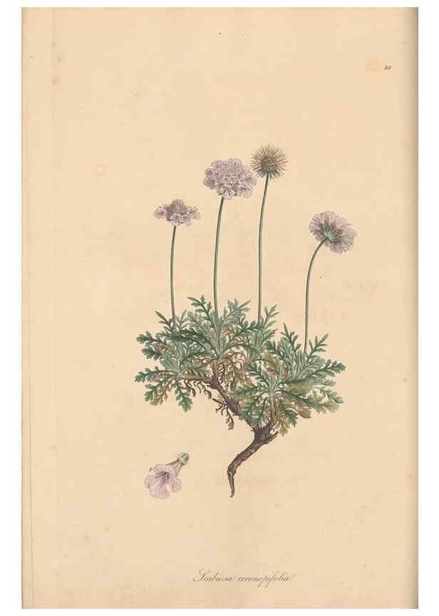 Reproducción/Reproduction 49556364838: Flora Graeca, sive, Plantarum rariorum historia, quas in provinciis aut insulis Graeciae /. Londini :Typis Richardi Taylor et socii, in Vico Shoe-Lane :MDCCCVI-MDCCCXL [1806-1840].. 