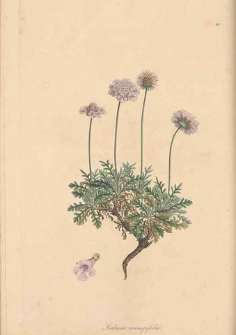Reproducción/Reproduction 49556364838: Flora Graeca, sive, Plantarum rariorum historia, quas in provinciis aut insulis Graeciae /. Londini :Typis Richardi Taylor et socii, in Vico Shoe-Lane :MDCCCVI-MDCCCXL [1806-1840].. 