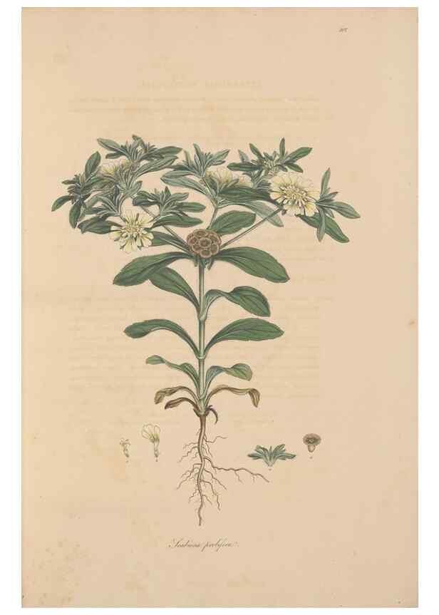Reproducción/Reproduction 49557096947: Flora Graeca, sive, Plantarum rariorum historia, quas in provinciis aut insulis Graeciae /. Londini :Typis Richardi Taylor et socii, in Vico Shoe-Lane :MDCCCVI-MDCCCXL [1806-1840].. 