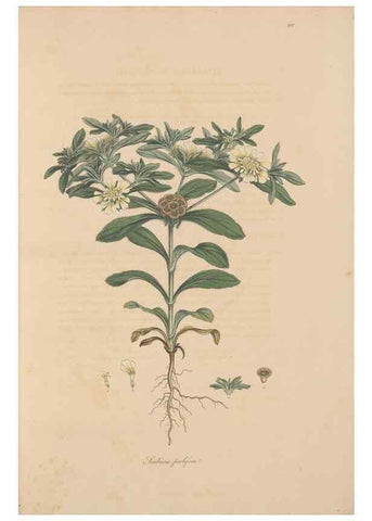 Reproducción/Reproduction 49557096947: Flora Graeca, sive, Plantarum rariorum historia, quas in provinciis aut insulis Graeciae /. Londini :Typis Richardi Taylor et socii, in Vico Shoe-Lane :MDCCCVI-MDCCCXL [1806-1840].. 