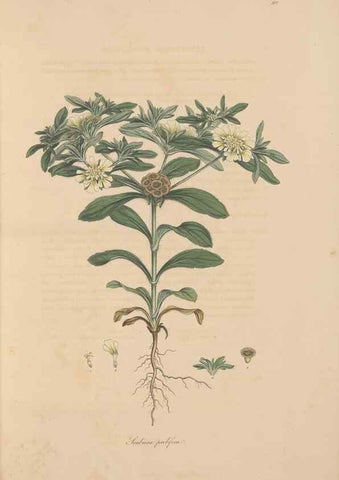 Reproducción/Reproduction 49557096947: Flora Graeca, sive, Plantarum rariorum historia, quas in provinciis aut insulis Graeciae /. Londini :Typis Richardi Taylor et socii, in Vico Shoe-Lane :MDCCCVI-MDCCCXL [1806-1840].. 