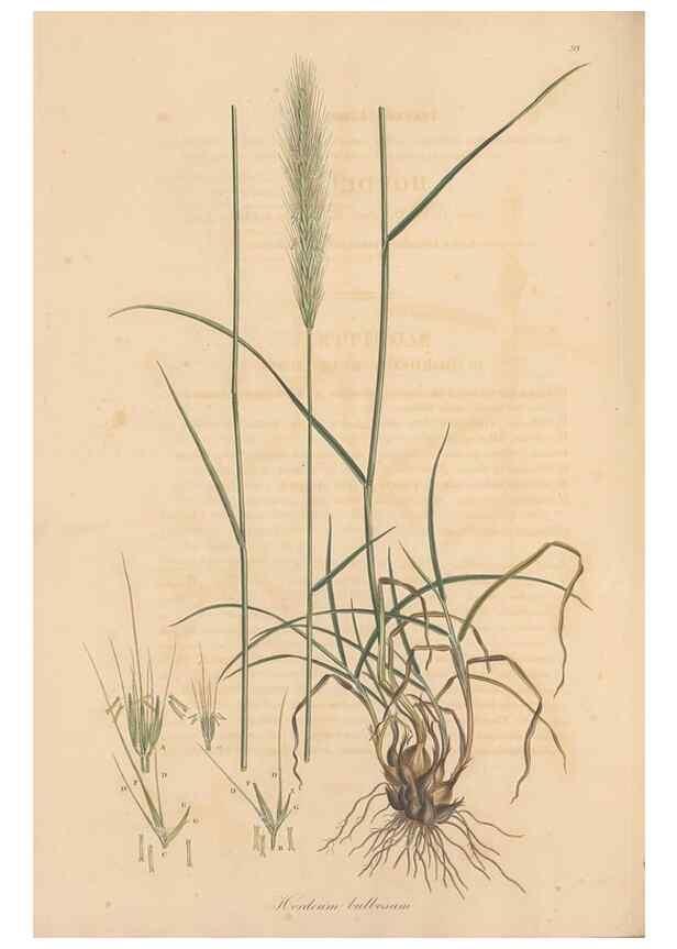 Reproducción/Reproduction 49556801986: Flora Graeca, sive, Plantarum rariorum historia, quas in provinciis aut insulis Graeciae /. Londini :Typis Richardi Taylor et socii, in Vico Shoe-Lane :MDCCCVI-MDCCCXL [1806-1840].. 