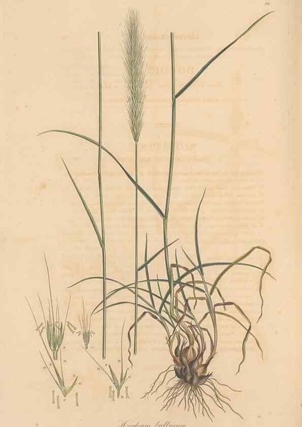 Reproducción/Reproduction 49556801986: Flora Graeca, sive, Plantarum rariorum historia, quas in provinciis aut insulis Graeciae /. Londini :Typis Richardi Taylor et socii, in Vico Shoe-Lane :MDCCCVI-MDCCCXL [1806-1840].. 