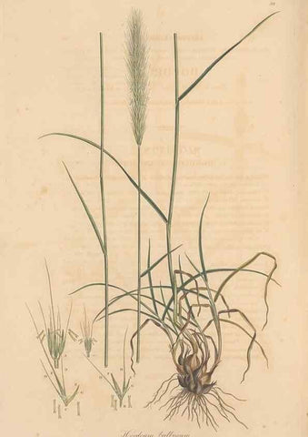 Reproducción/Reproduction 49556801986: Flora Graeca, sive, Plantarum rariorum historia, quas in provinciis aut insulis Graeciae /. Londini :Typis Richardi Taylor et socii, in Vico Shoe-Lane :MDCCCVI-MDCCCXL [1806-1840].. 