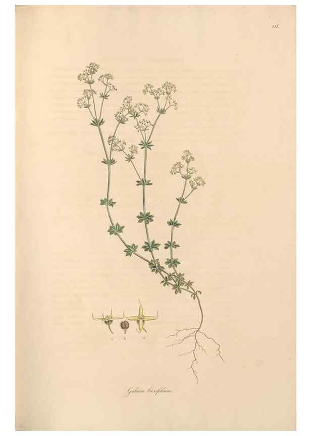 Reproducción/Reproduction 49557106057: Flora Graeca, sive, Plantarum rariorum historia, quas in provinciis aut insulis Graeciae /. Londini :Typis Richardi Taylor et socii, in Vico Shoe-Lane :MDCCCVI-MDCCCXL [1806-1840].. 