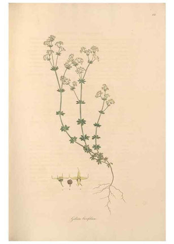 Reproducción/Reproduction 49557106057: Flora Graeca, sive, Plantarum rariorum historia, quas in provinciis aut insulis Graeciae /. Londini :Typis Richardi Taylor et socii, in Vico Shoe-Lane :MDCCCVI-MDCCCXL [1806-1840].. 